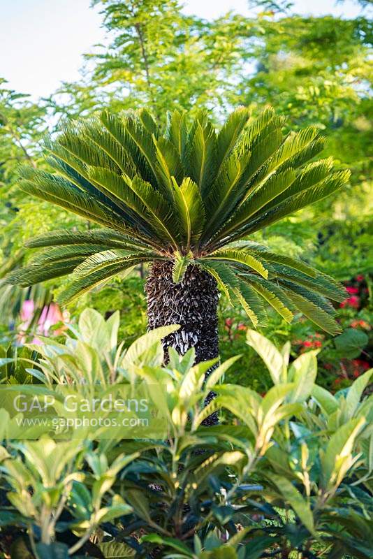Cycas revoluta, cycad - Japanese sago palm in the B and Q Bursting Busy Lizzie Garden at RHS Hampton Court Palace Garden Festival Show 2018