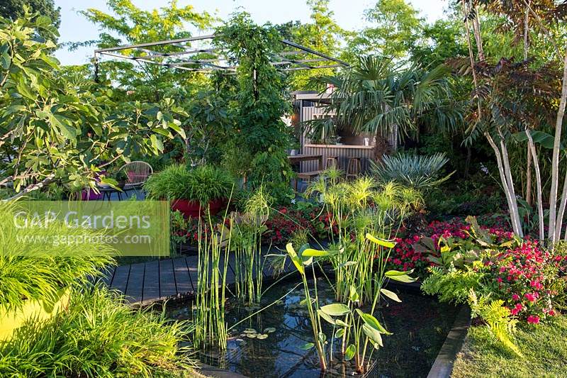 Pond with marginal plants Equisetum hyemale, Cyperus and Thalia in the garden with tender plants. B and Q Bursting Busy Lizzie Garden at RHS Hampton Court Palace Garden Festival Show 2018