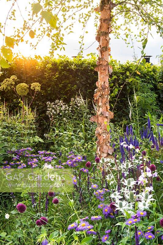 Flower bed with Allium sphaerocephalon, Erigeron 'Darkest of all', Eryngium giganteuma and Peeling bark of Betula nigra, The South West Water Green Garden at RHS Hampton Court Palace Flower Show 2018