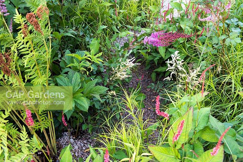 Gravel path surrounded by Astilbe purpurlanze, Carex muskingumensis and Rodgersia. The South West Water Green Garden at RHS Hampton Court Palace Flower Show 2018 