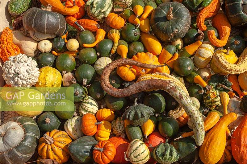 An abundance of different varieties of harvested Pumpkins, Squash and Gourds, including Cucurbita pepo 'Autumn Wings', Turban Squashes, Gourd 'Lunch Lady', Pattypan squash, Crookneck squash, Acorn squash, Pumpkin 'Jack Be Little', Red Kuri squash, Sweet Dumpling squash, Straightneck squash and Gourd Koshare Yellow Banded