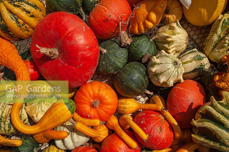 A display of different varieties of harvested Pumpkins, Squash and Gourds, including Japanese kabocha squash, Pumpkin 'Rouge vif d'Etampes', Gourd Koshare Yellow Banded, Crookneck squash, Cucurbita pepo 'Ten Commandments' and Pumpkin 'Jack Be Little'