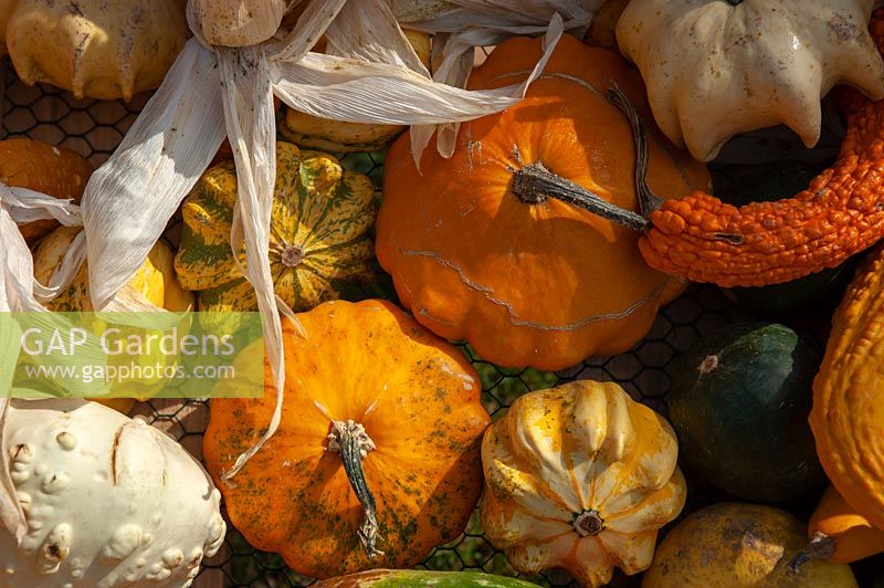 A display of different varieties of harvested Pumpkins, Squash and Gourds, including Pattypan squash, Golden Crookneck squash, Cucurbita pepo 'Ten Commandments' and others.
