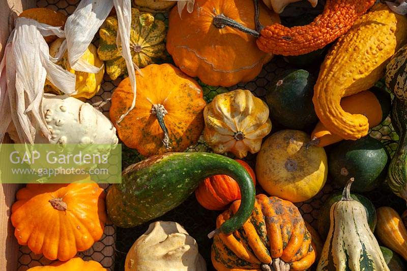 A display of different varieties of harvested Pumpkins, Squash and Gourds, including Pattypan squash, Crookneck squash, Cucurbita pepo 'Ten Commandments' and others.