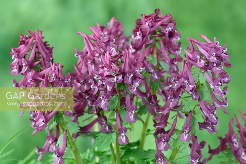 Corydalis solida 'Purple Bird' - Fumewort  