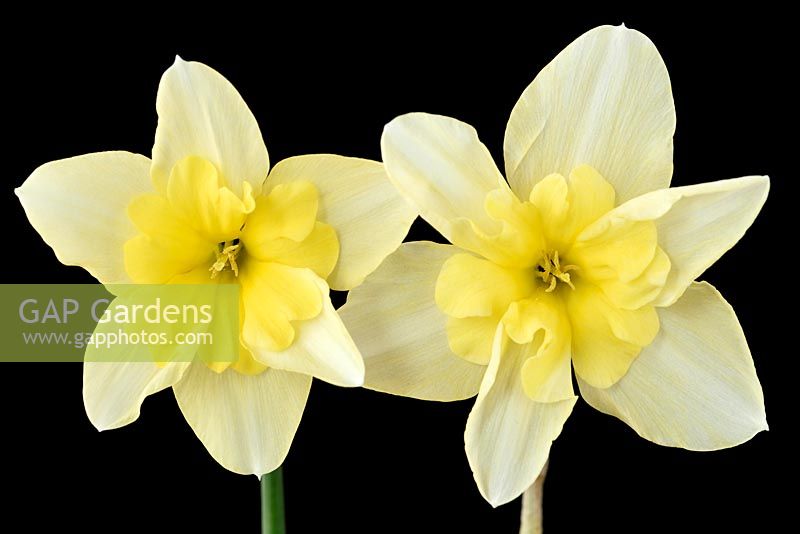 Narcissus 'Bella Estrella' - Daffodils - Split-corona: Collar  