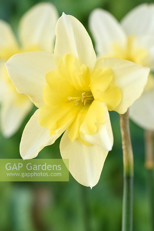 Narcissus 'Bella Estrella' - Daffodil - Split-corona: Collar  