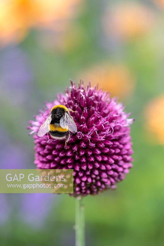 A bee feeds from Allium sphaerocephalon - Drumstick Allium 