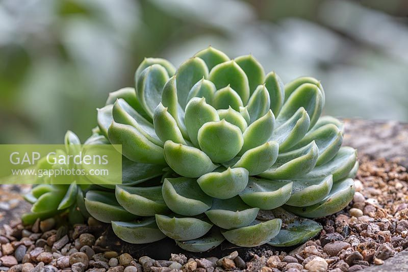 Echeveria elegans - Mexican gem