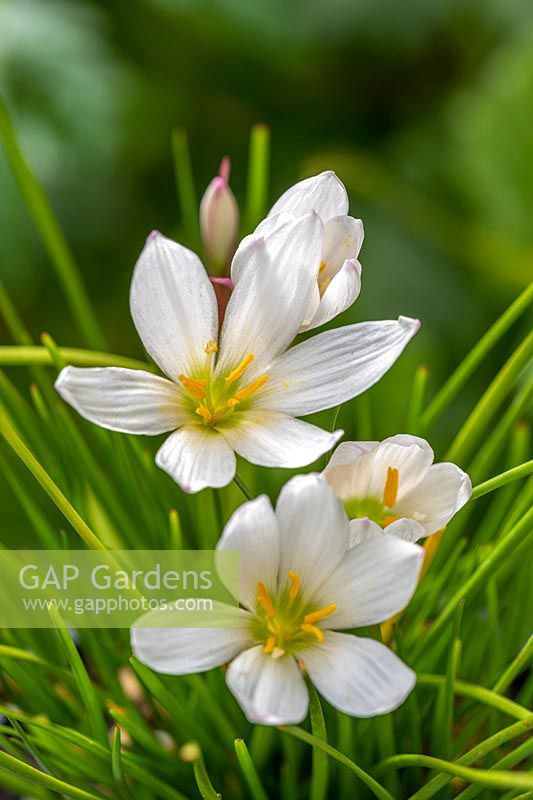 Zephyranthes candida - Peruvian Swamp Lily
