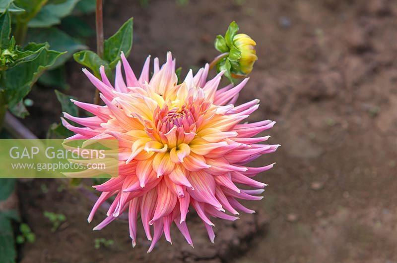 Dahlia 'Skipley Grande' - Cactus Dahlia