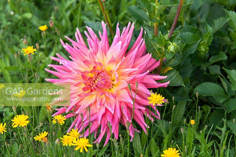 Dahlia 'Skipley Grande' - Cactus Dahlia