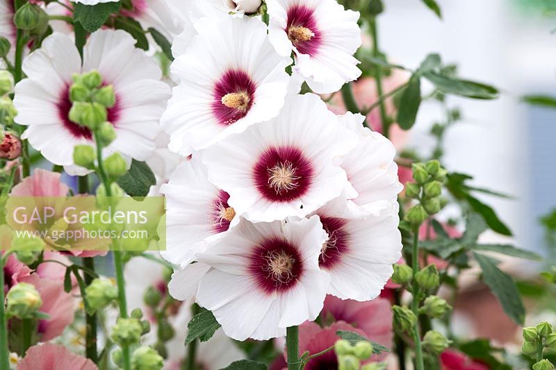 Alcea rosea 'Halo blossom' -  Hollyhock 'Halo blossom' flower
