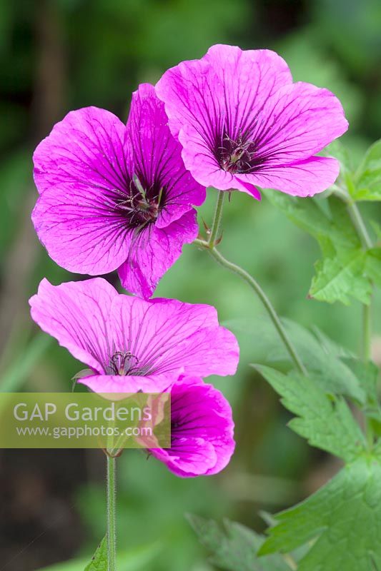 Geranium 'Psilostemon' - Armenium cranesbill 