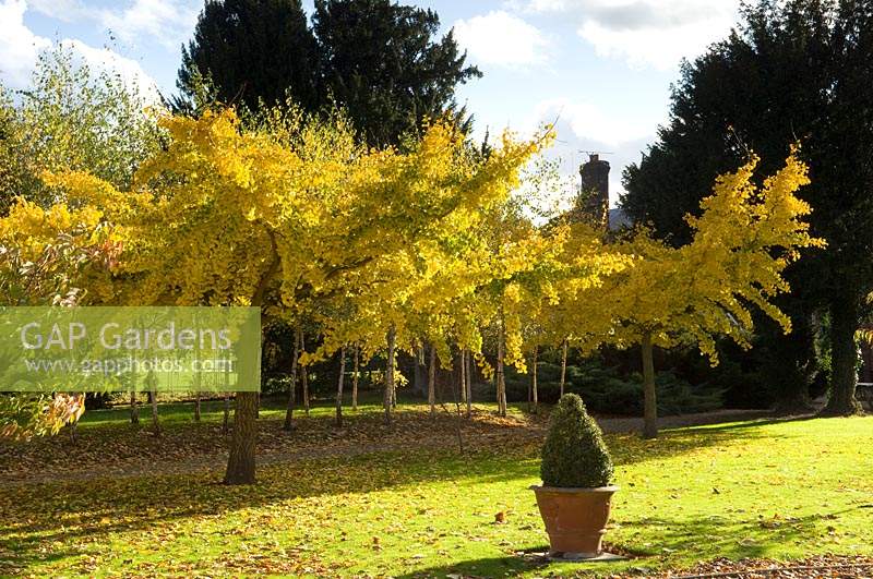 Tree showing autumnal colour at Chippenham Park, Cambridgeshire, UK. 