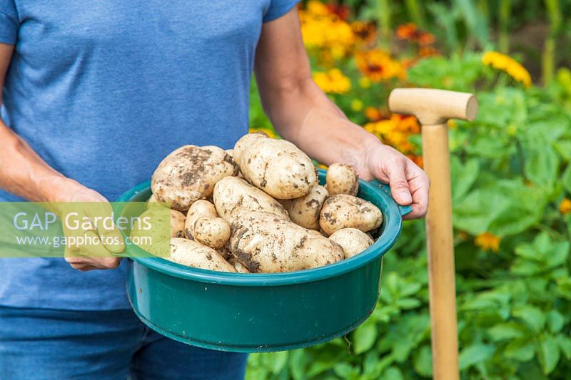 Woman carrying harvested potatoes in plastic sieve - Potato 'Ulster Prince'.
