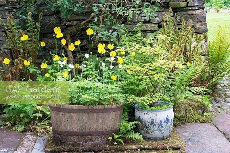 Anemone sylvestris and Prunus incisa 'Kojo-no-mai' growing in containers, surrounded by self-seeded ferns and Meconopsis cambrica - Welsh poppy.