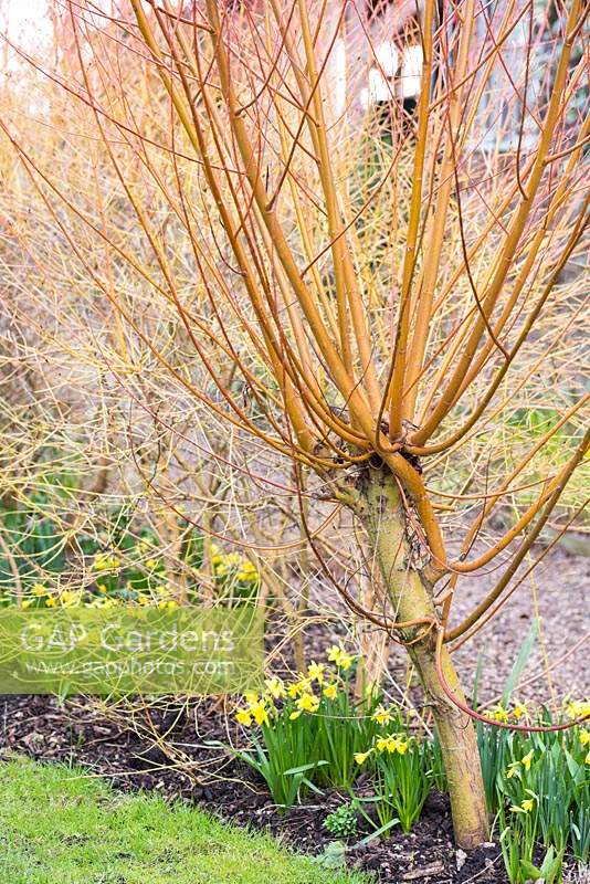 Salix alba var. vitellina 'Britzensis' - Coral Bark Willow