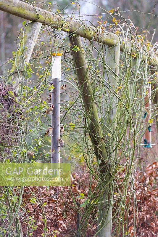 Pergola hung with bird feeders attracting goldfinches and many other bird species at Ellicar Gardens, Doncaster, UK. 