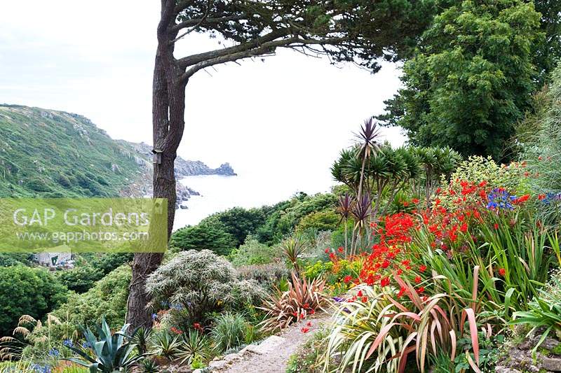 View down into Lamorna Cove from Chygurno, planted with phormiums, Crocosmia 'Lucifer', Agapanthus, cordylines and succulents.