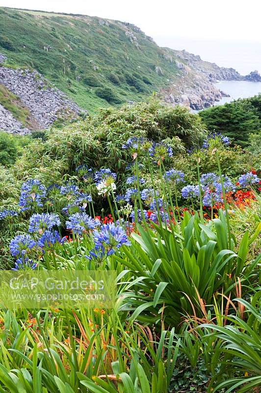 Agapanthus and Crocosmia mingle on garden slopes above bamboo with Lamorna Cove and sea beyond. 