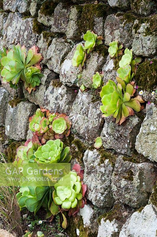 Aeoniums growing in a stone wall, with self-seeded Erigeron karvinskianus below.
