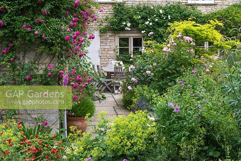 View past wall-trained Rosa 'Alexandre Girault' to York stone path to dining table, past borders of Alchemilla, Centaurea, geums and roses. 