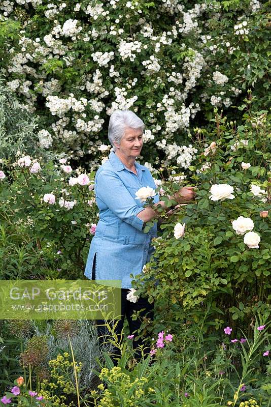 Woman deadheading rose in garden. 