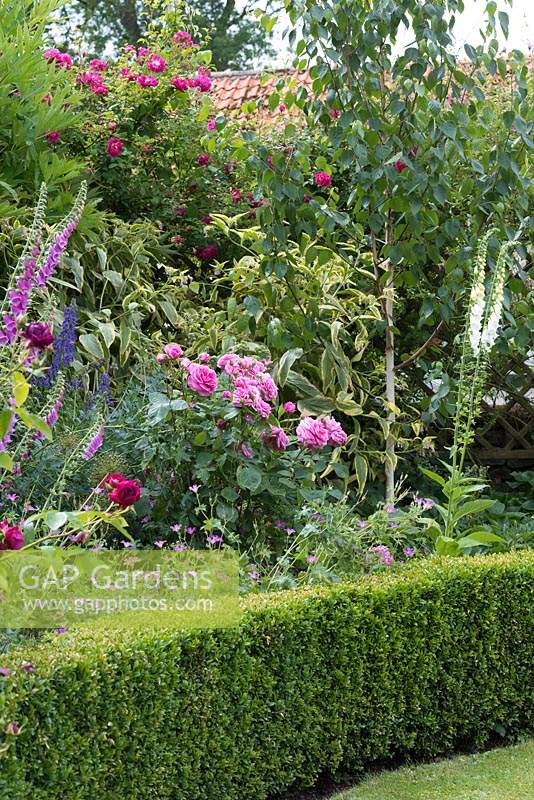 Digitalis - Foxgloves and Rosa 'Gertrude Jekyll' flowering in box-edged border.