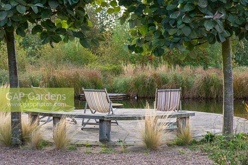Looking past Sorbus aria 'Mitchellii' trunks and feather grasses to deckchairs on curved patio by natural swimming pool.
