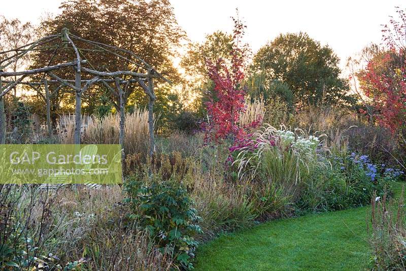 Autumnal border of Acer rubrum 'October Glory', Calamagrostis x acutiflora 'Karl Foerster', Deschampsia flexuosa 'Goldtau' and asters. 