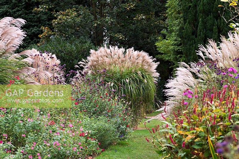 Bordering a grassy path, shrubby salvias flower profusely during autumn, interspersed by clumps of Miscanthus sinensis seedlings, bistort and asters.