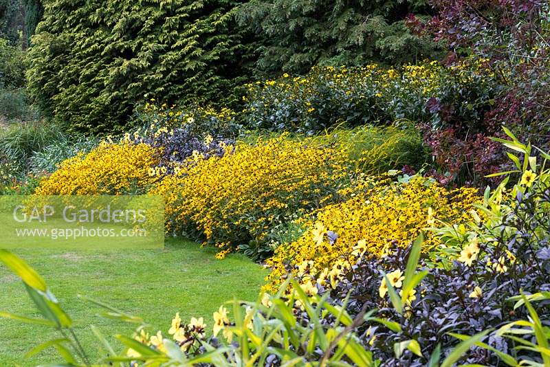 An all-gold border specially designed for marking Great Comp Garden's 50th anniversary. Plants include Rudbeckia fulgida var. deamii, Rudbeckia laciniata 'Herbstsonne', Dahlia 'Mystic Illusion', Solidago rugosa 'Fireworks' and 'Golden Baby'.