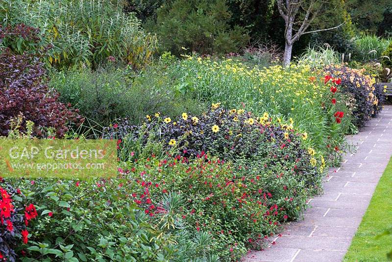 Long border with  dahlias L-R red 'Mystic Enchantment', yellow 'Mystic Illusion', and apricot 'Mystic Spirit'.  Interspersed with clumps of Bidens aurea 'Hannay's Lemon Drop'.