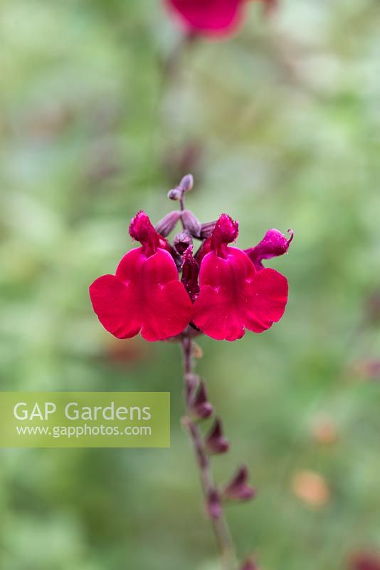 Salvia 'Dyson's Crimson', sage,  a shrubby perennial bearing rich red flowers from May until November.