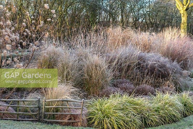 A frosted grass bed in winter planted with alder and a silver birch rising above Carex, Miscanthus, Pennisetum, Stipa and red tussock grass
