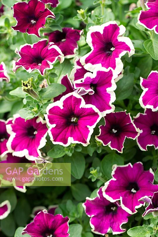 Petunia Fanfare Eclipse - July