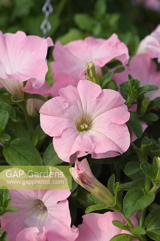 Petunia Fanfare Appleblossom - July