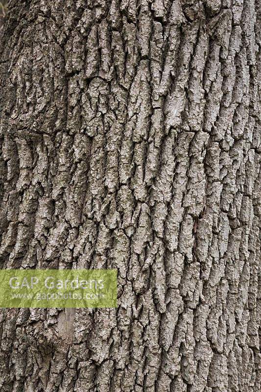 Fraxinus pennsylvanica - Red Ash tree bark detail
