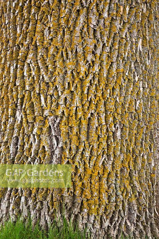 Fraxinus pennsylvanica - Green Ash tree bark detail covered with Bryophyta - Green Moss and Lichen growth