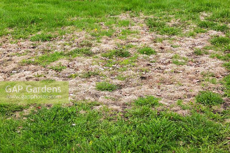 Dead grass area on lawn overgrown with Taraxacum - Dandelion weeds and other undesirable plants 