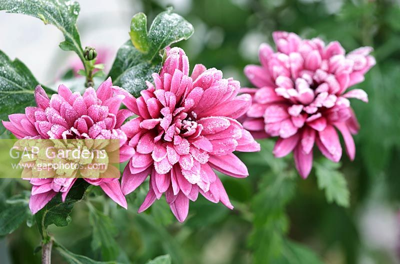Chrysanthemum Poppin 'Rose pink' coated in frost