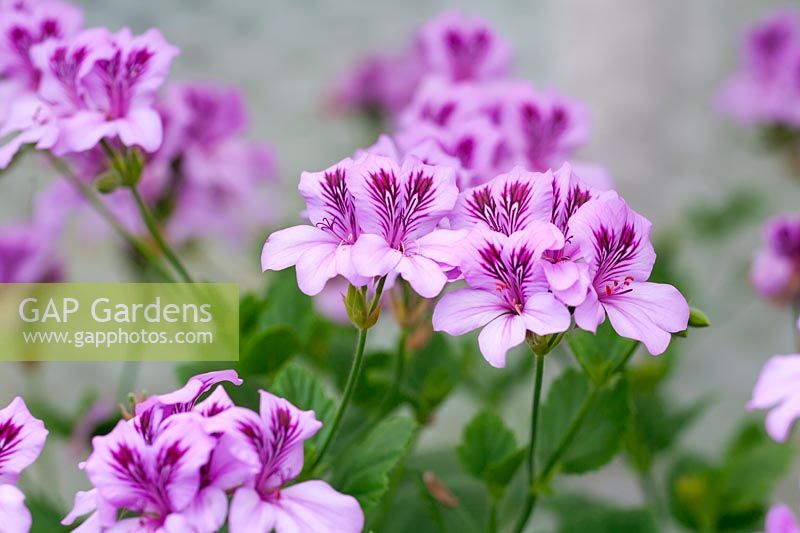 Pelargonium betulinum