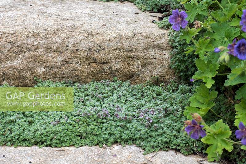 Each stone step is separated by woolly thyme, Thymus pseudolanuginosus, a low growing evergreen shrub with purple flowers that attract bees.