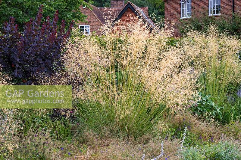 Adding drama to borders, clumps of Stipa gigantea, golden oats, with tall stiff stems of golden spikelets catching the light.