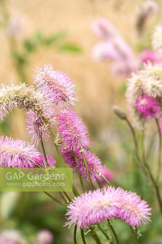 Sanguisorba obtusa, burnet, a perennial bearing pink, fluffy, rich pink flowers resembling small bottle brushes in autumn.