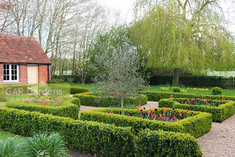 A box parterre with gravel paths separating beds planted with Tulipa 'Paul Scherer', 'Ballerina' and 'Doll's Minuet' with an olive tree in the centre