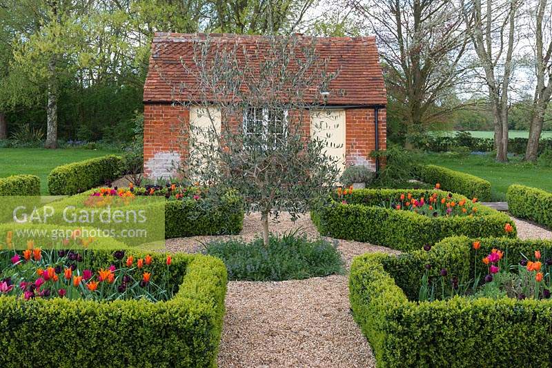 Laid out between old brick outbuildings, a box parterre with gravel paths separating  beds planted with Tulipa 'Paul Scherer', 'Ballerina' and 'Doll's Minuet', an olive tree in the centre 