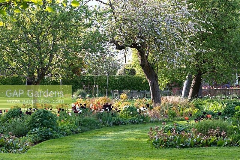 Island beds of grasses, grape hyacinths, Euphorbia, Dogwoods, Bergenia and Tulipa 'Paul Scherer', 'Ballerina', 'Abu Hassan' and 'White Dream'. An old Bramley apple is in blossom in the centre