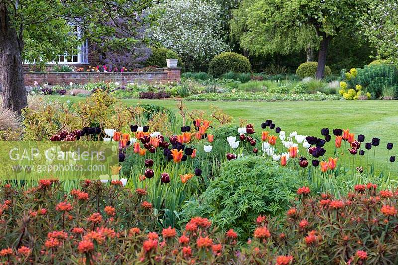 A spring combination of Euphorbia griffithii 'Fireglow', hardy Geraniums, Dogwoods, and Tulipa 'Paul Scherer', 'Ballerina', 'Abu Hassan' and 'White Dream'.